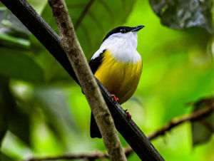 Senatul a adoptat proiectul de lege privind strategia de conservare a biodiversităţii